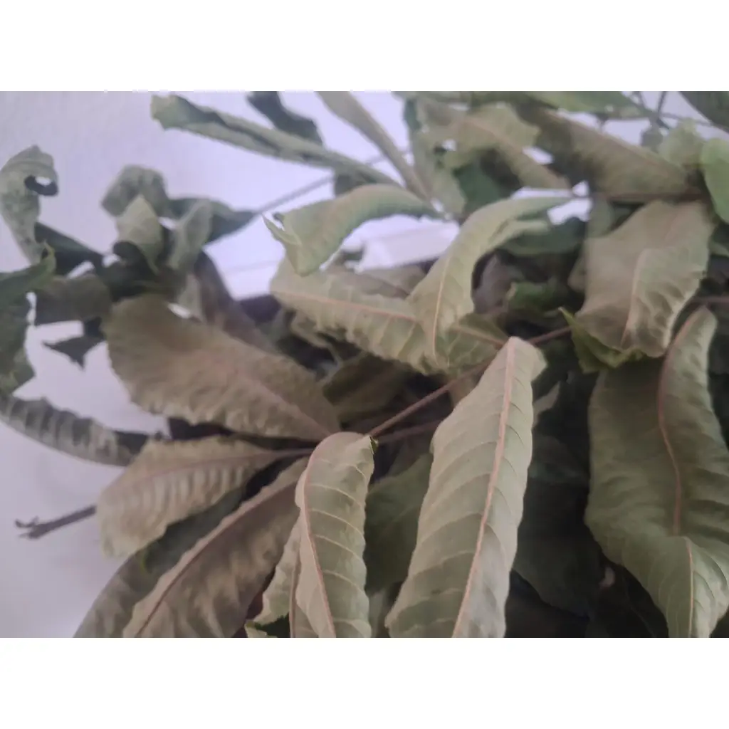 Pikan Ceviz Yaprak Kurusu 90691 Özel Gölgede Kurutulmuş 100 gr Organik 
